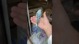 The budgie does not run away from the street
