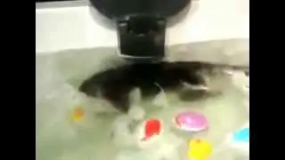 Макака смешно плавает дома!