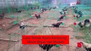 Cara Ternak Ayam Kampung, Minim Biaya dan Mudah