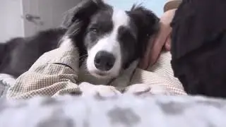 Самая умная собака short 