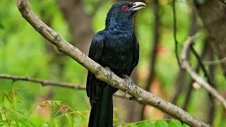 Cuckoo bird / Koyal Bird (कोयल)