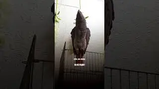 Попугай повторяет Суру Аль-Ихлас 