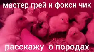 Мастер грей и Фокси Чик.Рассказ о породах.