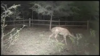 TrailCam - Deer and a Cat
