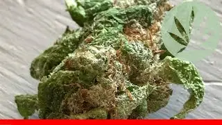 Tiger'S Milk - All About This Strain