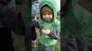 Весенний щавель)