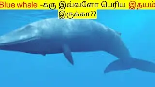 Blue whale -க்கு இவ்வளோ பெரிய இதயம் இருக்கா??_biggest heart animal | blue whale |#factsintamil