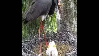 Mother eating their babies 😭😭💔💔 #fyp