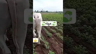 ખેડૂતો #farming ખેતી વાડી