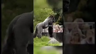 Зачем в зоопарке носят очки с глазами? 