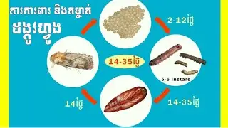 ការការពារ និងកម្ចាត់ដង្កូវហ្វូង