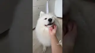 Что будет если животным показать фак