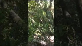 Lagarto Teiú 🙂 