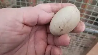 Амерауканы порадовали и растроили ... Первое яйцо