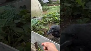 #animal #crow #raven #birds #воронгоша #nature #aboutbirds #animals