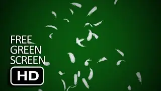 Feather Green Screen Stock Footage | Stock footage | After Effect | Stock Footage | VFX Stock | 4K