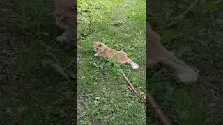 #кот