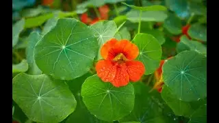 Capucine,ikimera kivura indwara nyinshi//Dore indwara capucine ivura