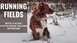 Running Fields With My Nova Scotia Duck Tolling Retriever