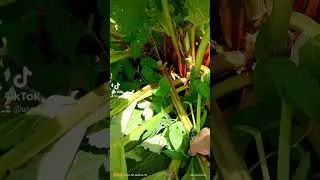 Ревень. Вот такой куст