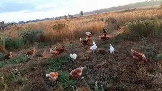Выгуливаем курочек в 5 утра. Лучшее время в деревне.