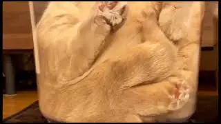 Суперкомпактная лежанка для котиков!