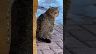 ✨ Барсик и легкость бытия  