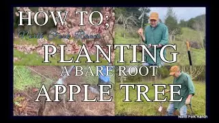HOW TO_PLANTING FRUIT TREES #fruit #apple #trees #howto #planting #plants #orchard #farming #farmer