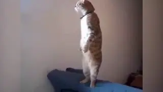 Приколы про кошек
