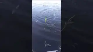ЗДОРОВЕННАЯ ЩУКА В КАРЕЛИИ#shorts