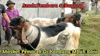 ANAK SEMBARA DAN BAGONG MASKOT PEMACEK DI KANDANG MBAH BANI