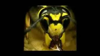 BASIC INSECTES