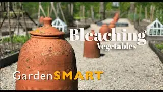 Bleaching vegetables in the 17th century