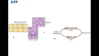 Chapter 1 Cell Structure and Function BIO216