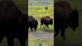 Yellowstone