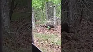 hen turkey scratching 05 24 2022