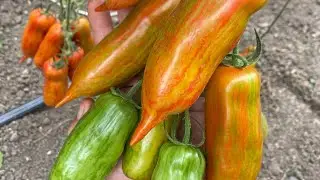 Обзор сортов томатов 2024 2 ч