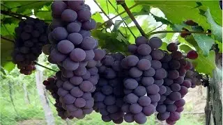 Desafio Colha Uvas em Vasos em 3 meses com apenas 1 galho !