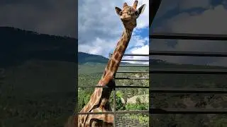 Жираф пустил слюни от угощения🤤🤤🤤 #zoo #animals #зоопарк #зоопарксказка #ялта2024 #жираф #жирафы