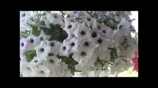 Petunias care, growing petunia flowers, deadheading.