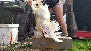 ЗАБОЙ бройлеров 18+