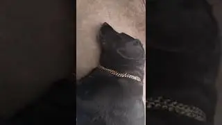 Jenny kharete 😂dagi का kharete suney हे क्या 🙏🙏👌👌👌