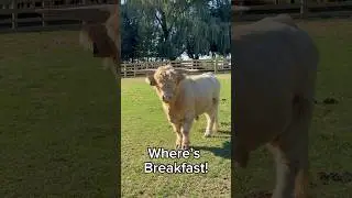 Mr. Grumpy Pants… #fluffyfeatherfarm #bull #grumpy #hungry #hangry