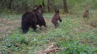 Medvede, vlk, jelene. Fotopasca Poloniny