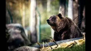 Королек и медведь. Аудиосказка.  Братья Гримм