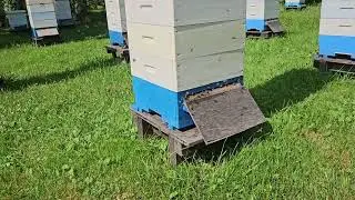 4 июля  Один день главного взятка