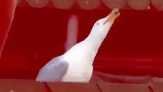 BITCONNECT MEME BUT CARLOS IS A SEAGUL