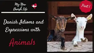 Danish Expressions and Idioms with Animals (Part 1) / American in Denmark / My New Danish Life