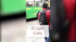 El gato Cuba