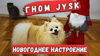 Шпицы Померанские 🐾 и Новогодний Гном Jysk 🎅